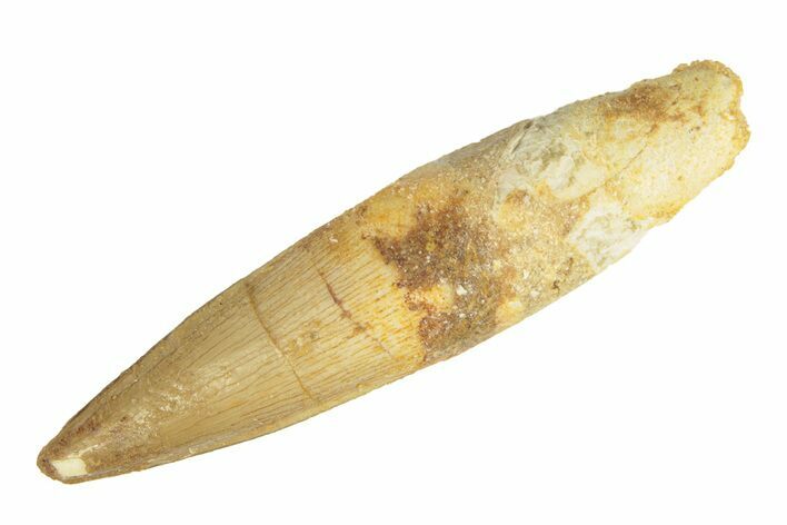 Fossil Spinosaurus Tooth - Real Dinosaur Tooth #268303